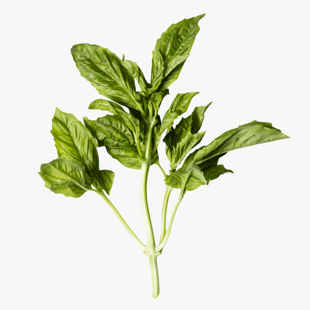 Thai Basil Each
