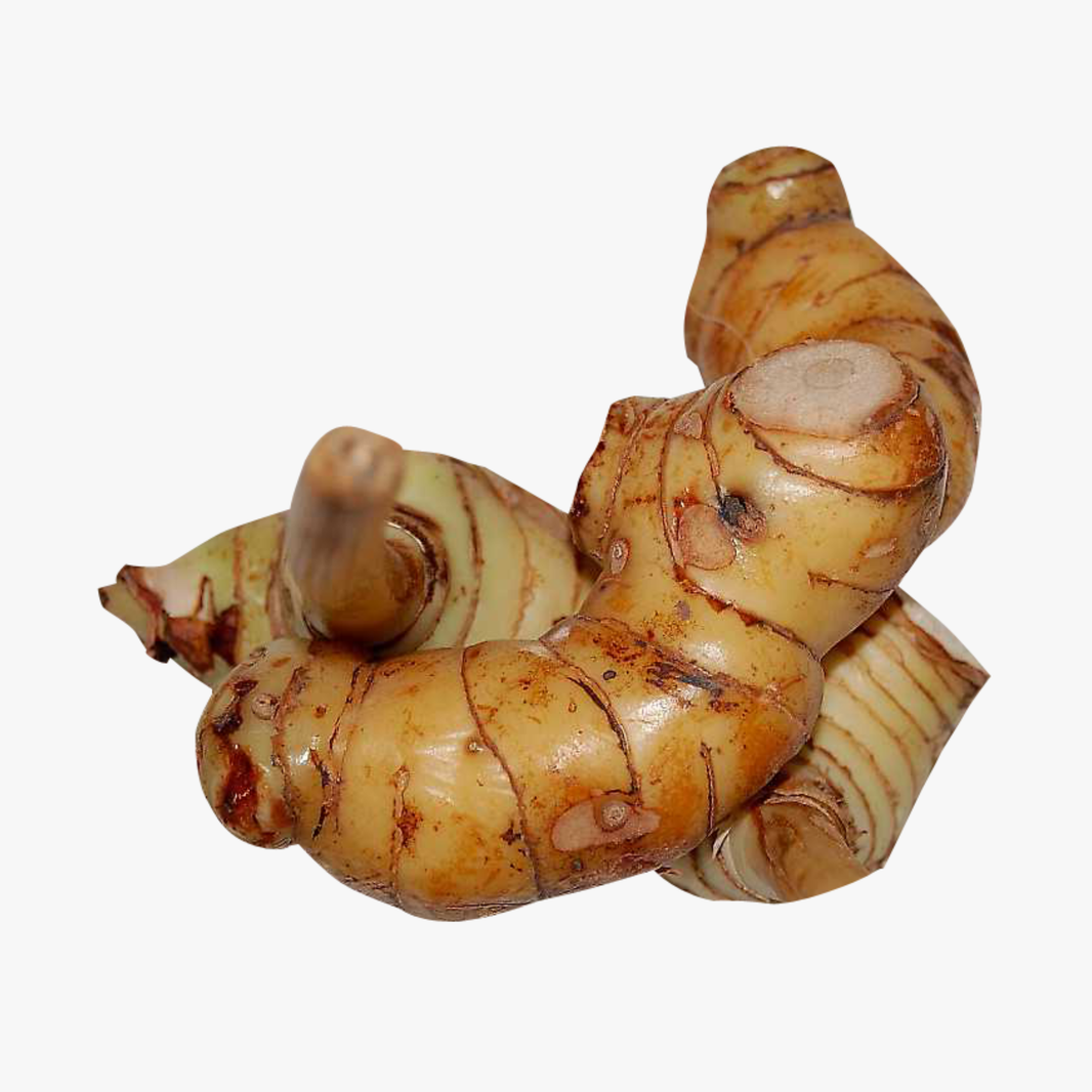 Galangal