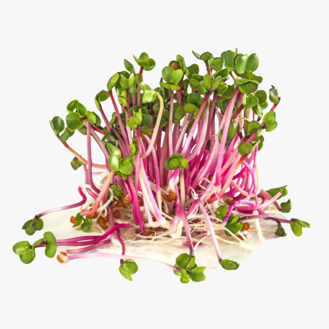 Radish Alfalfa Each