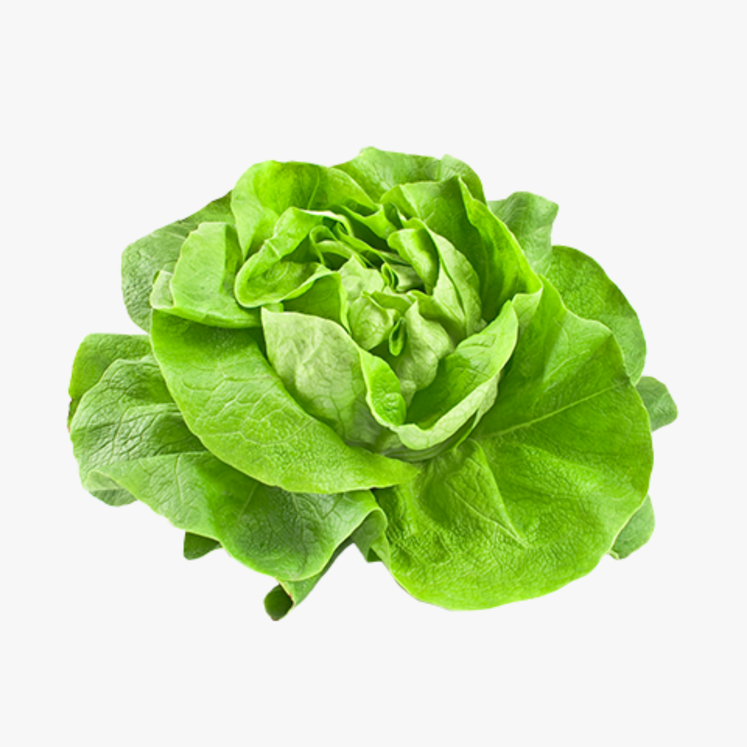 Butter Lettuce Each