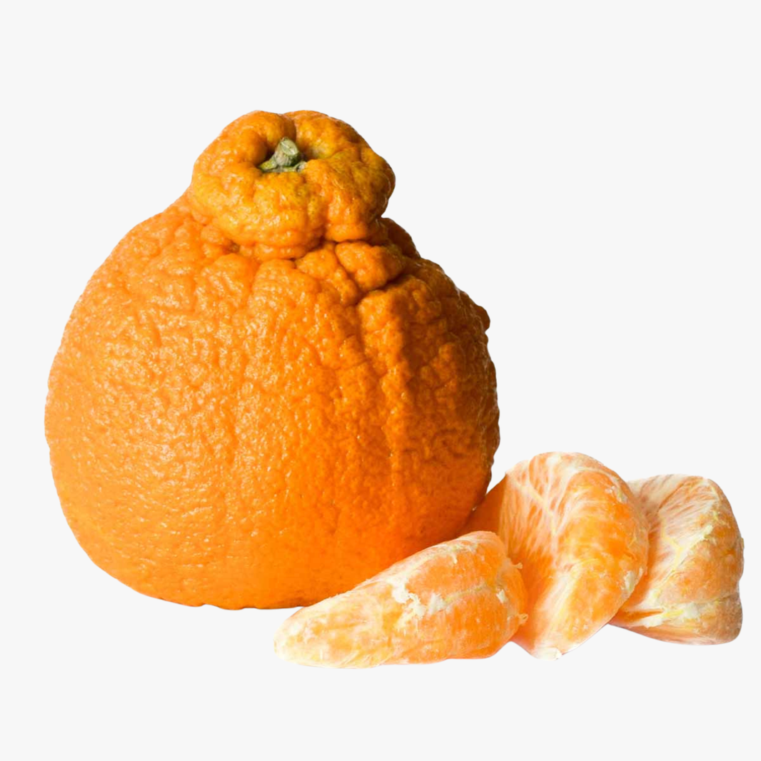 Sumo Mandarin