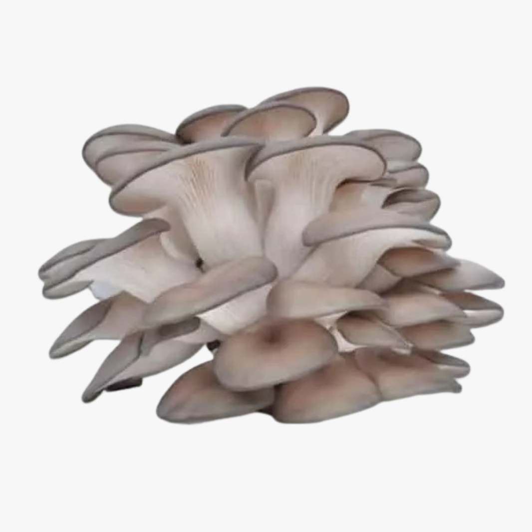 Oyster Mushrooms Each