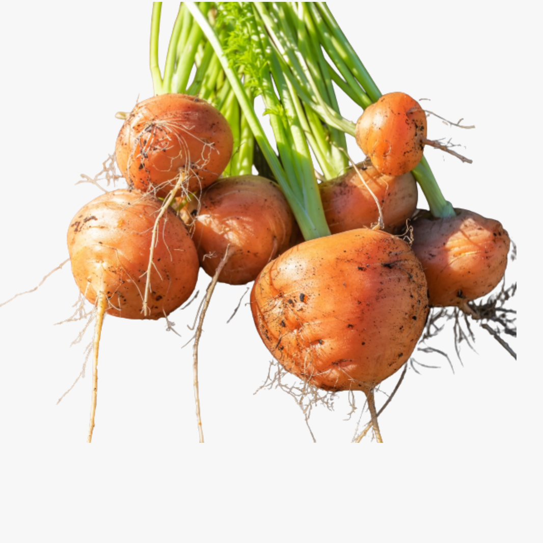 Golfball Carrot Each
