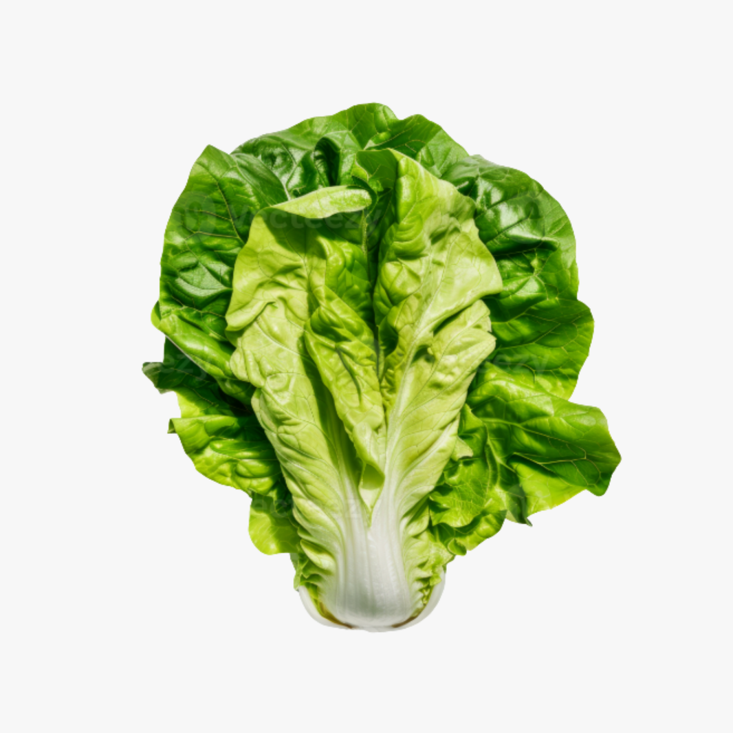 Cos Lettuce Each