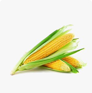 Corn Cob Single